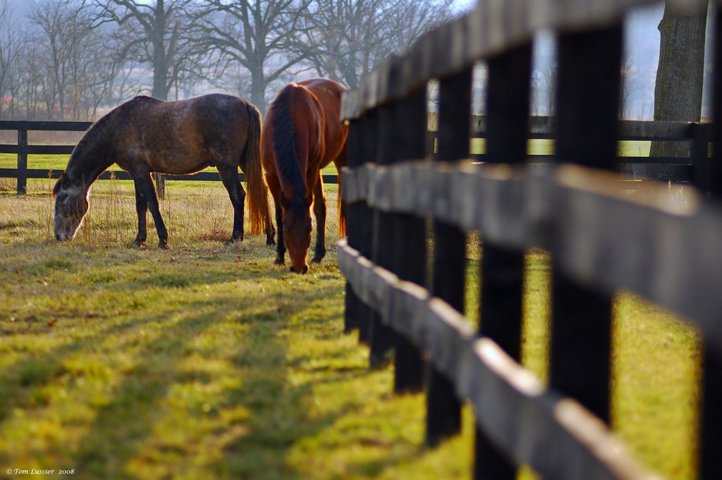 Looking Down The Fence by Tom Lussier Photogra…