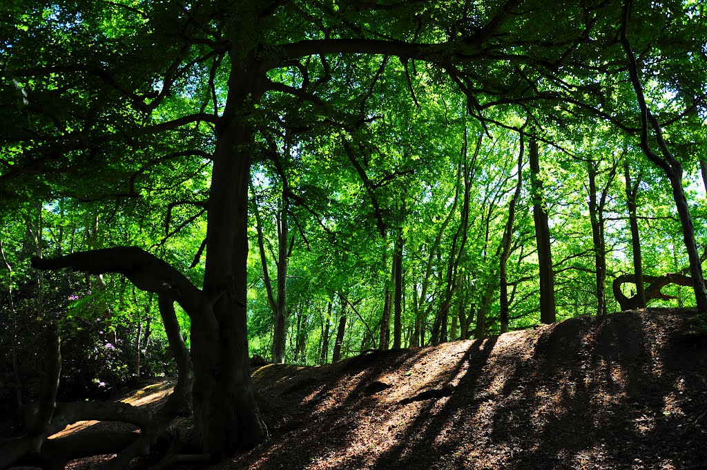 Dips & Dales, Barkham by DAVID ROBINS