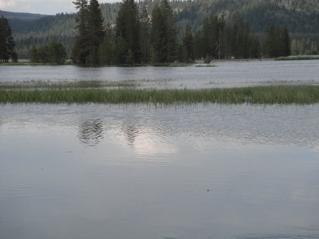 Bechlar Meadow July 2011 by Thad Penrod