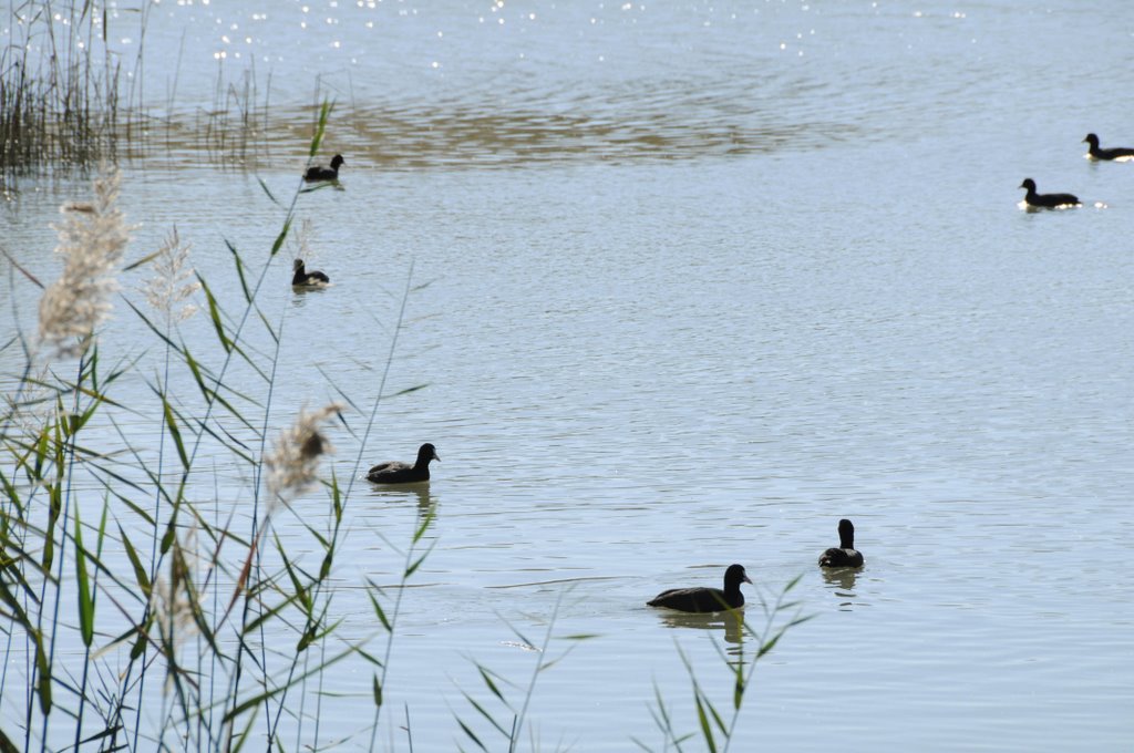 Ducks near ladies mile by yiannos.K