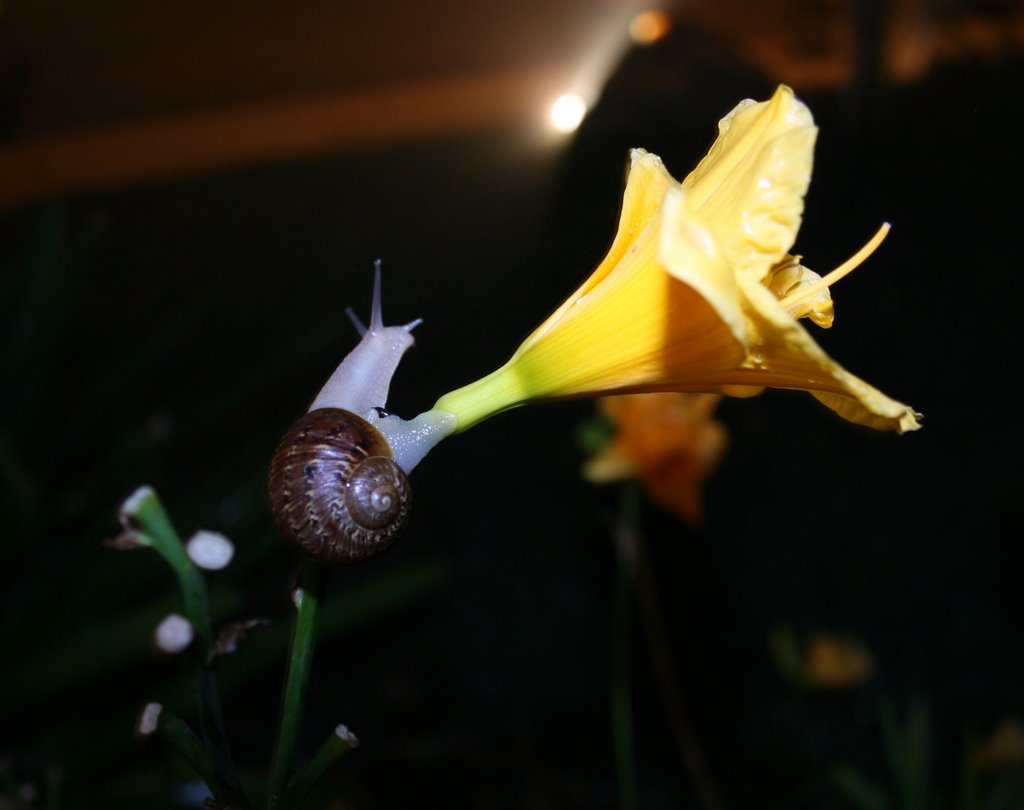 Flower loving snail by The Kamikaze Humming…