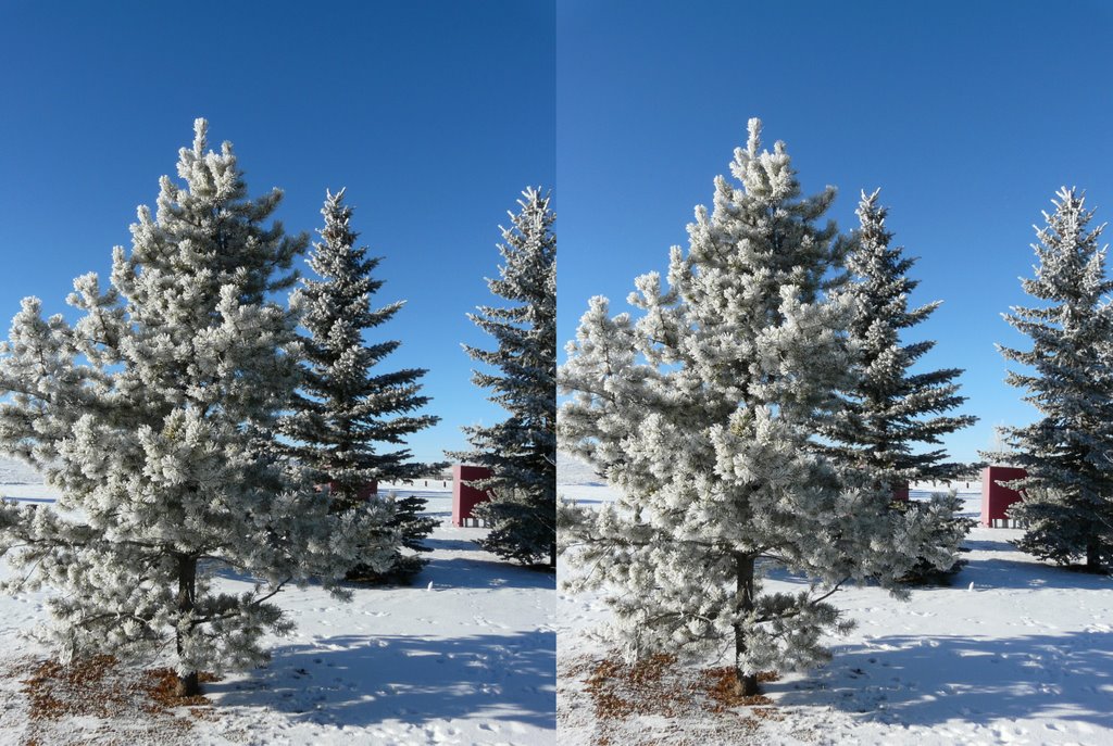 Frosty Tree X-3D by Jessica G.