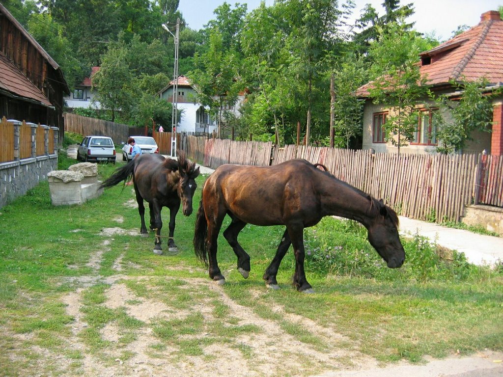 Horses by Cătălin Nenciu