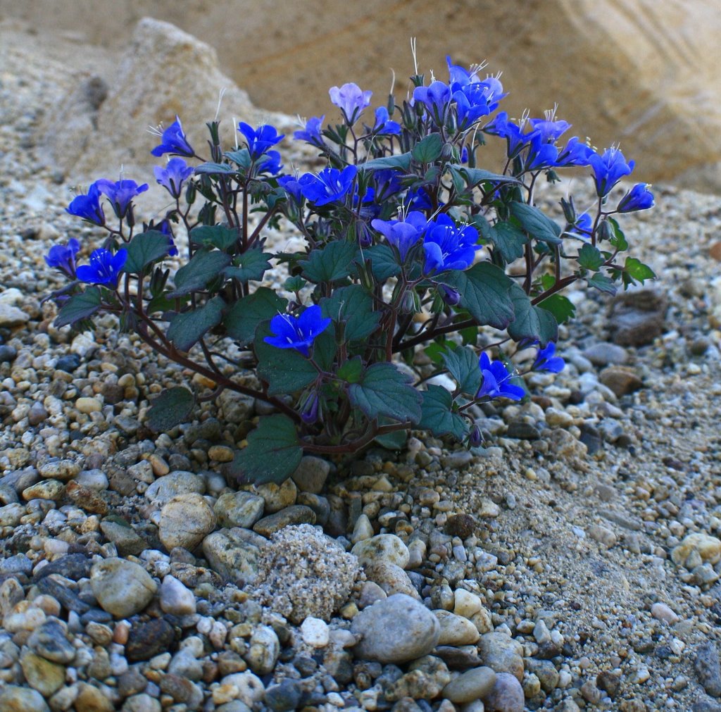 Blue Flowers in Grimes Canyon by The Kamikaze Humming…