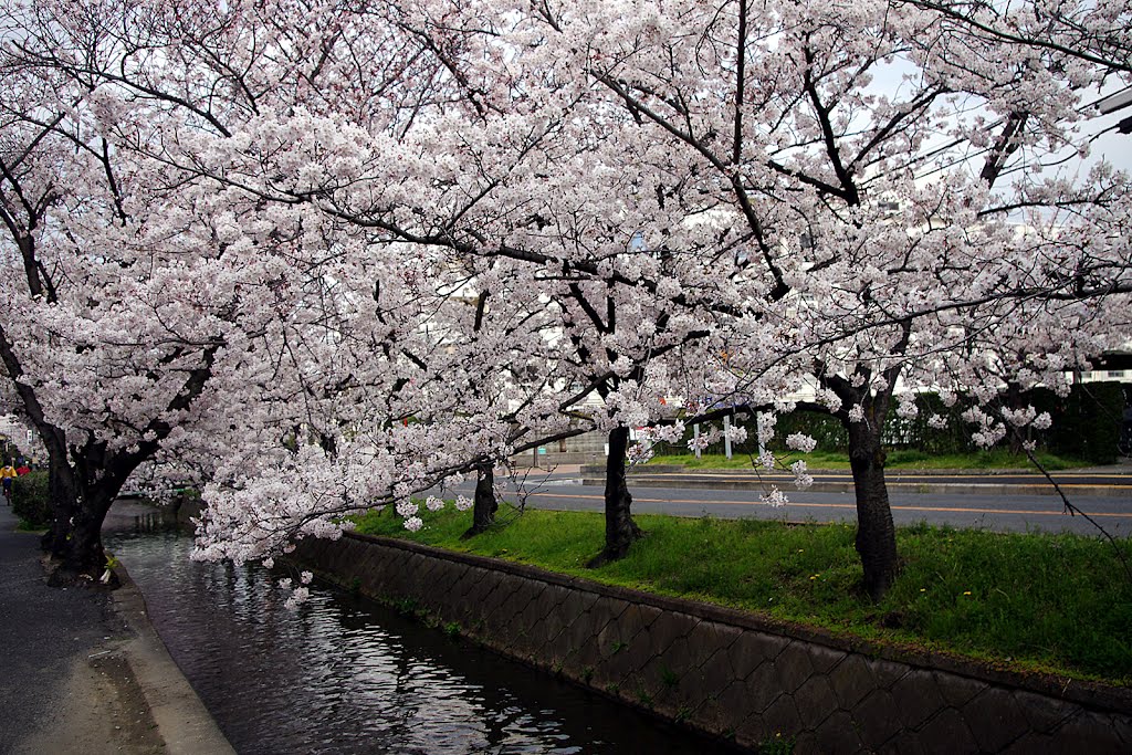 八尾 玉串川 Tamakushi River, Yao, Osaka by garden-cook.com