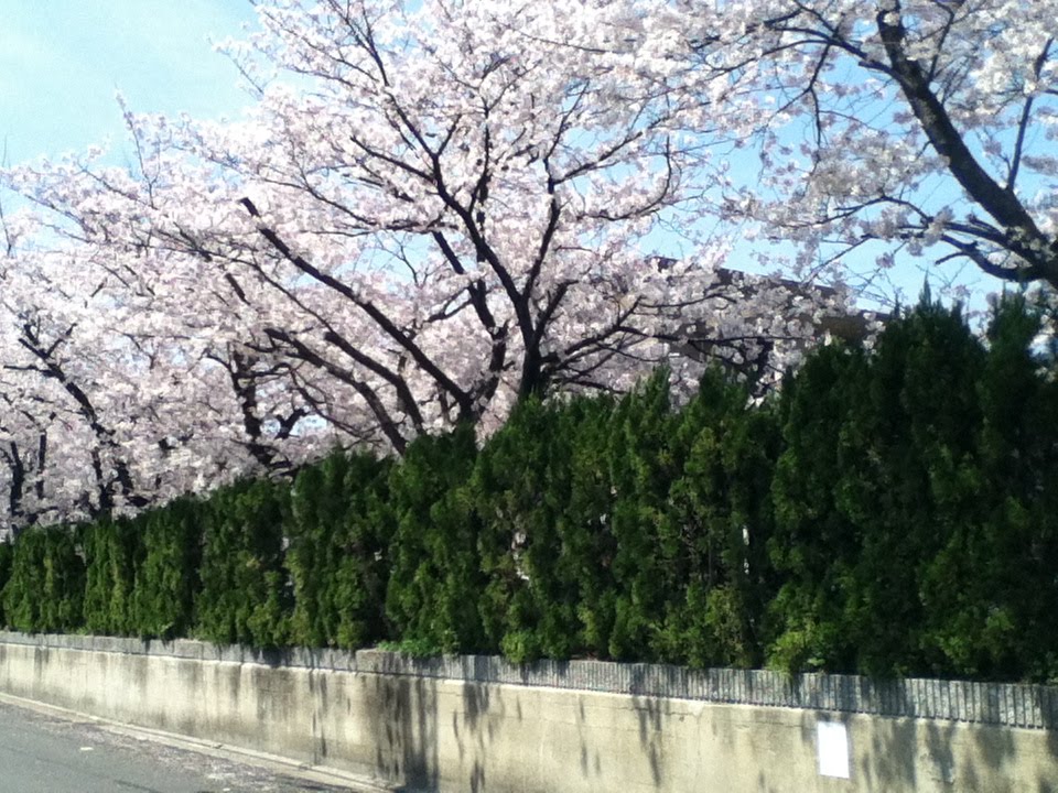 セレマ天神川の桜 by kajikawa