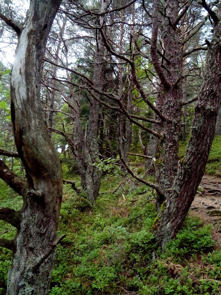 Vosges by rained in