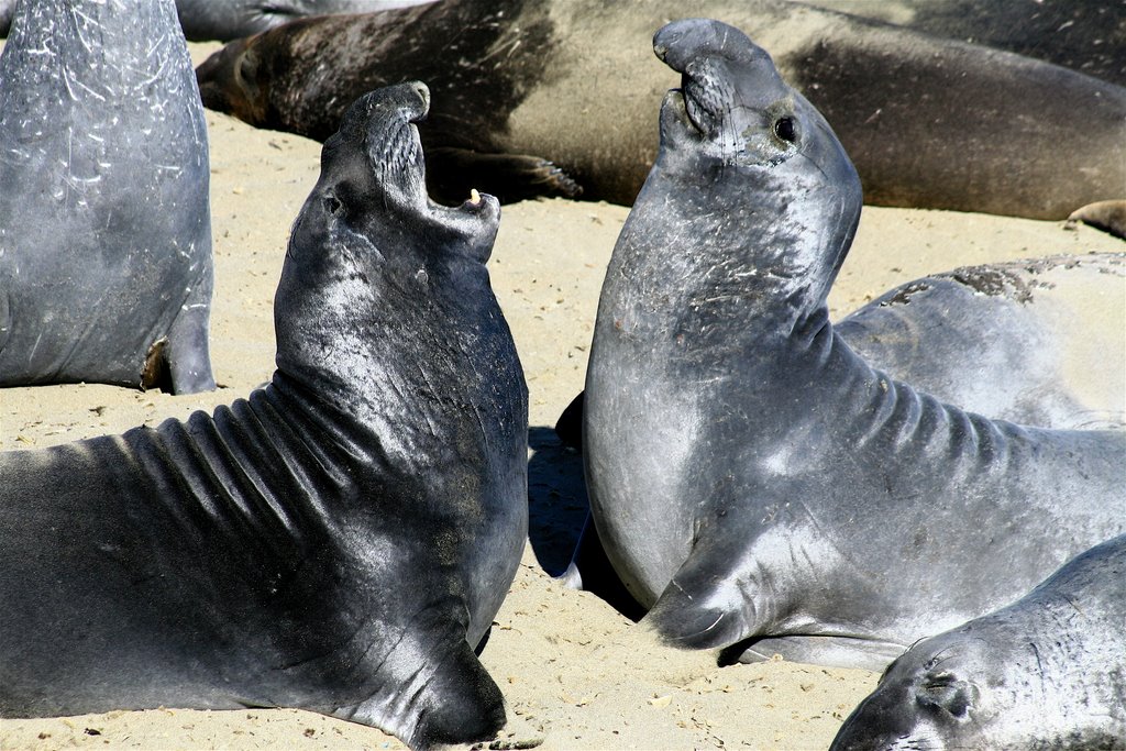 Elephant Seals Fighting! by The Kamikaze Humming…