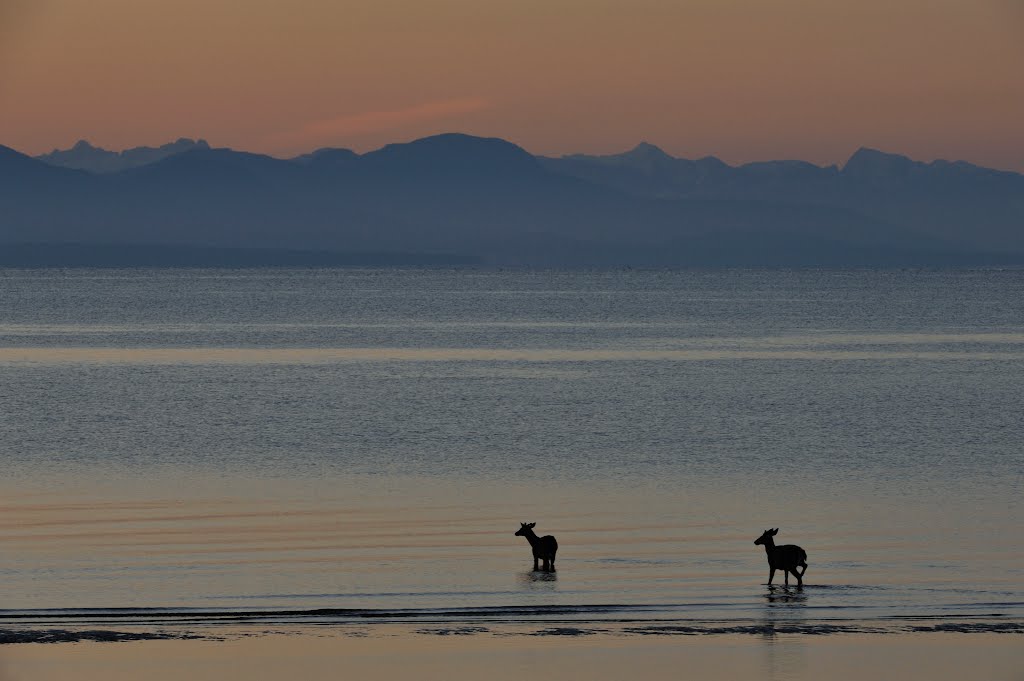 Deer, Saratoga Beach by J. Gschwender