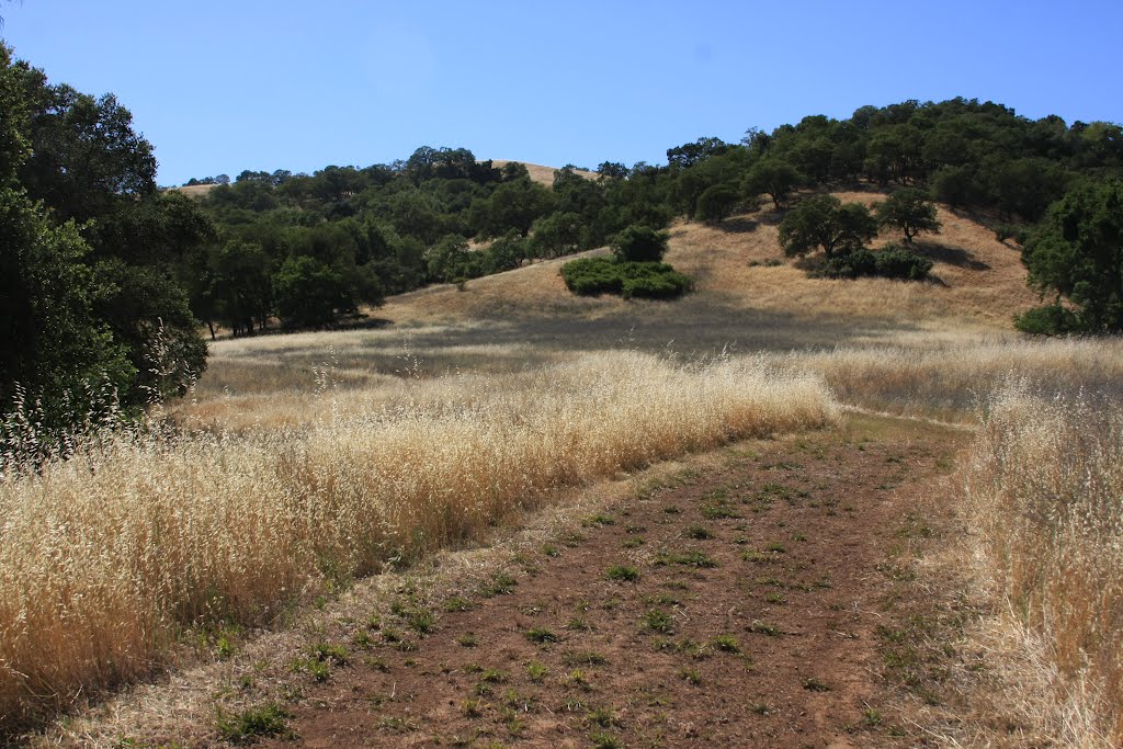 Calero County Park by Alexander Avtanski