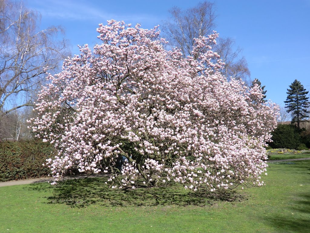 Frühling im Jubiläumshain by Kremmel