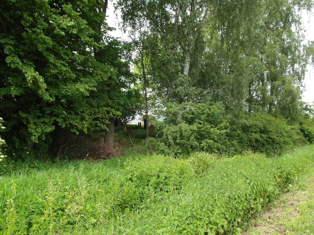 Spuren jüdischen Lebens - Friedhof am Ortsausgang Dassel Richtung Sievershausen by silberner Reiter