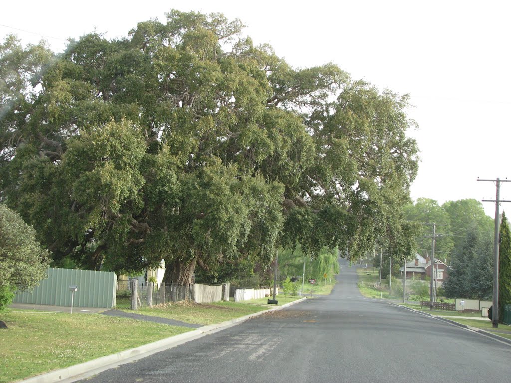 Cork tree on Wood Street Tenterfield by ausis