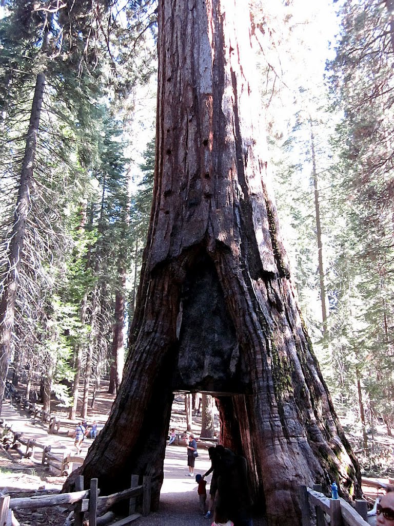 CALIFORNIA TUNNEL TREE, MARIPOSA GROVE by kemplo