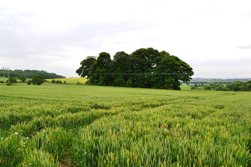 Copse containing the remains of the ancient St Helen's Chapel by Neil in Sheffield UK