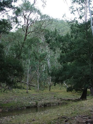 Casuarina and redgum woodland along Ulumbra Creek by EcologistGreg