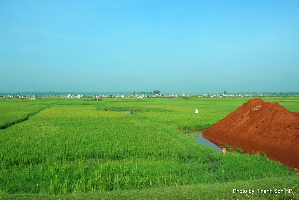 Cánh đồng lúa xã Trung Sơn, huyện Gio Linh by Nguyễn Thanh Sơn