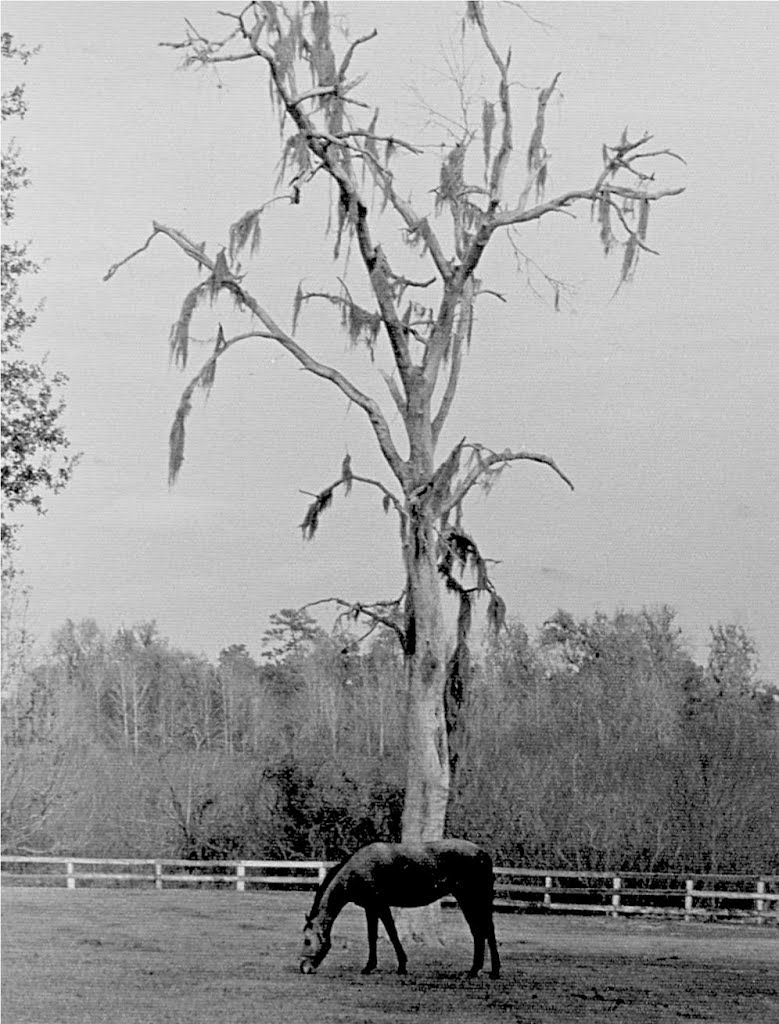 Ocala, FL Horse Farm (1984) My music: f3music.com by Gary Rodriguez