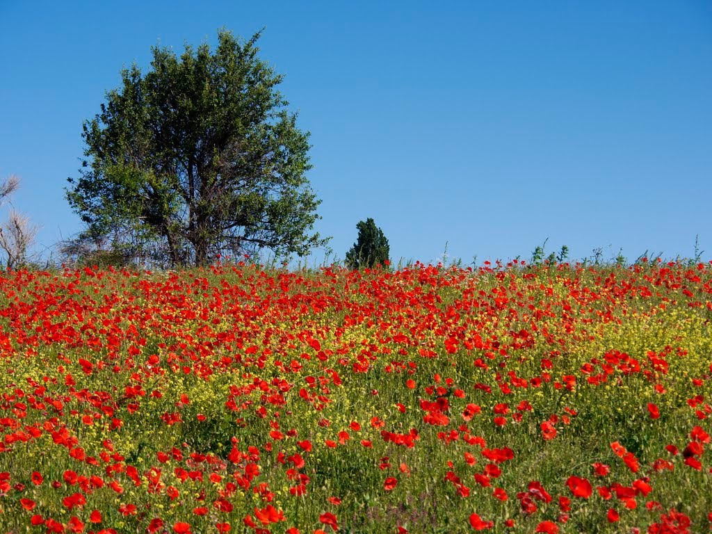 Coquelicots à Limans by P@@ul