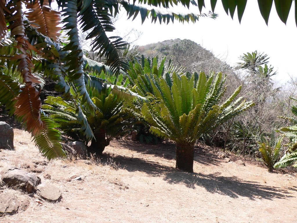 Modjadji Cycad Forest Reserve by thor☼odin™