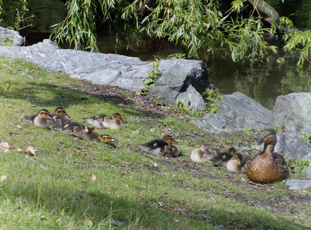 Röhrensee Bayreuth, Entenfamilie 14.06.12 - 02 by ConnyWonny