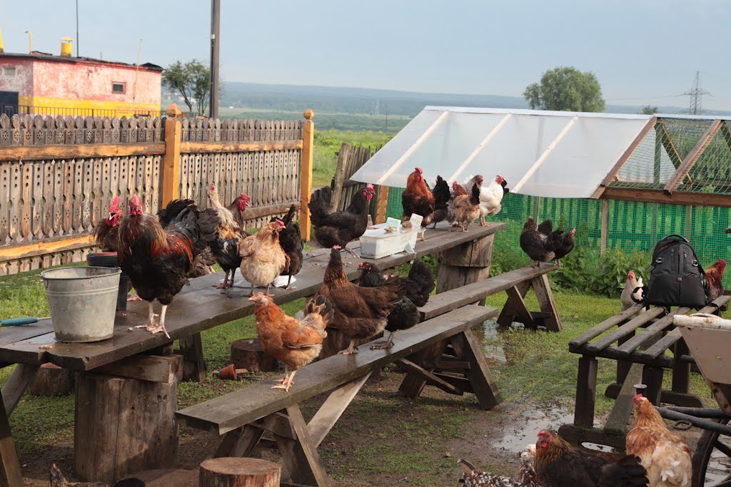 Деревенская жизнь. Village life by Roman A. Sergeev