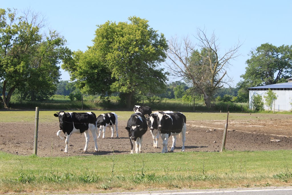 Cattle Posing for a Group Photo, Haft Farm, 5760 East Willow Road, Augusta Township, MichiganG by Dwight Burdette