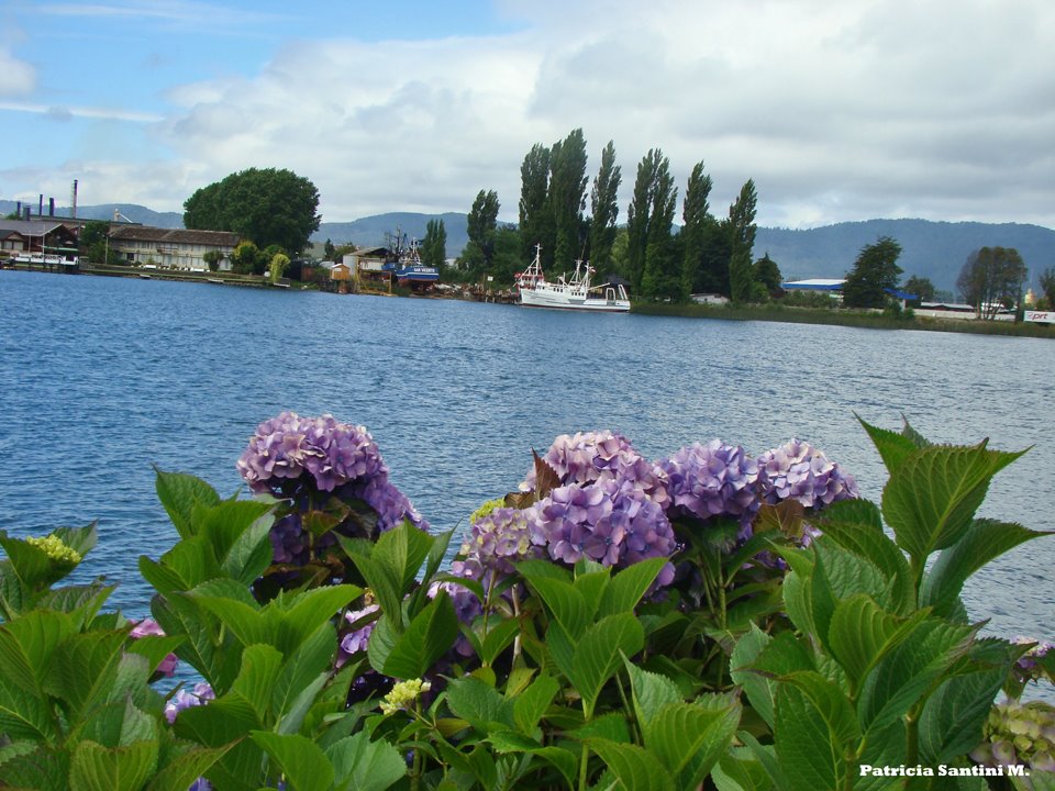 Valdivia, Chile. by Patricia Santini