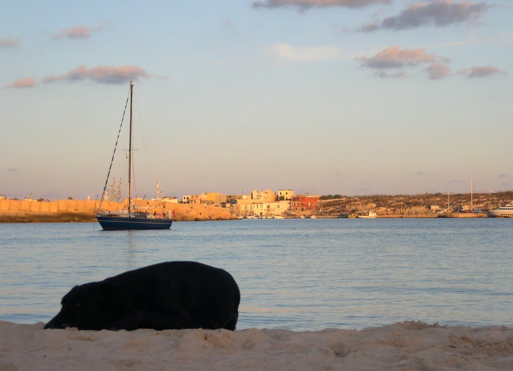 Dog on the beach at the sunset by dbsfemino