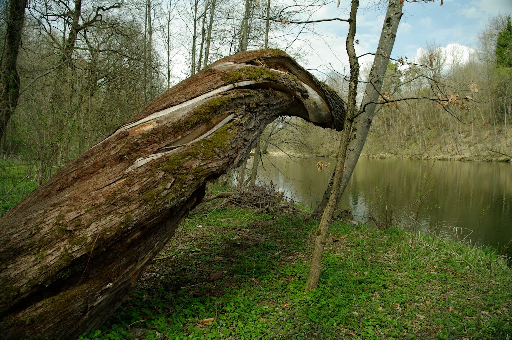 Vom Sturm gefällt by Otmar B