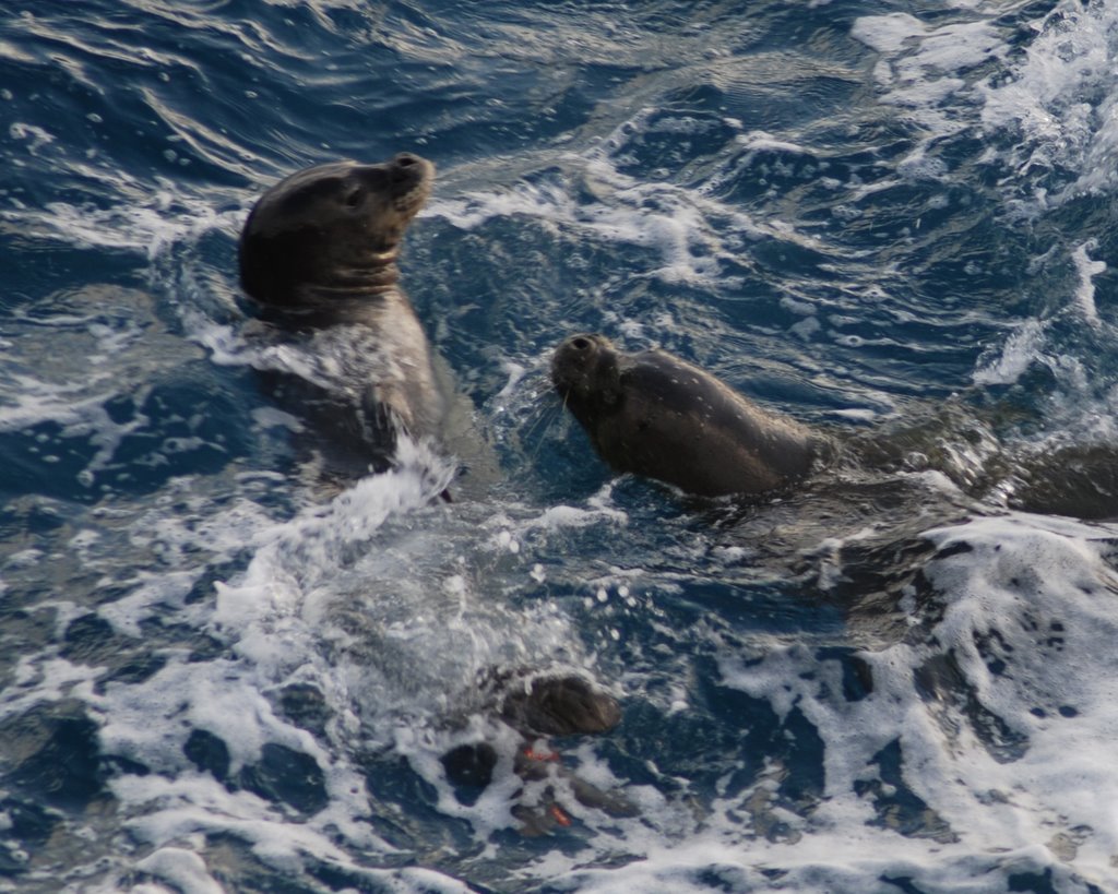 Monk Seals at Spitting Cave by jackcleary