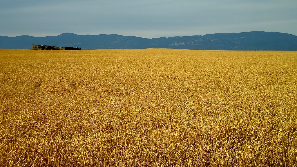 Un trigo a punto de segar en Ortilla, una paridera y al fondo la sierra de Loarre y Anies by Manuel Viñuales