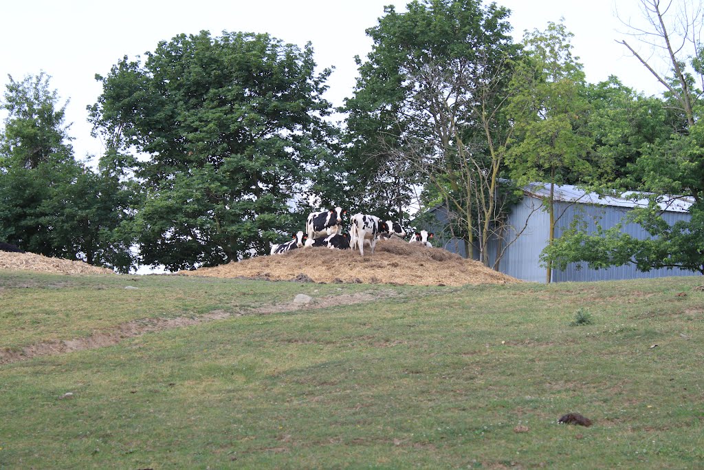 Cows on a Mound of Hay, Buss Farm, 13155 West Waters Road, Freedom Township, Michigan by Dwight Burdette