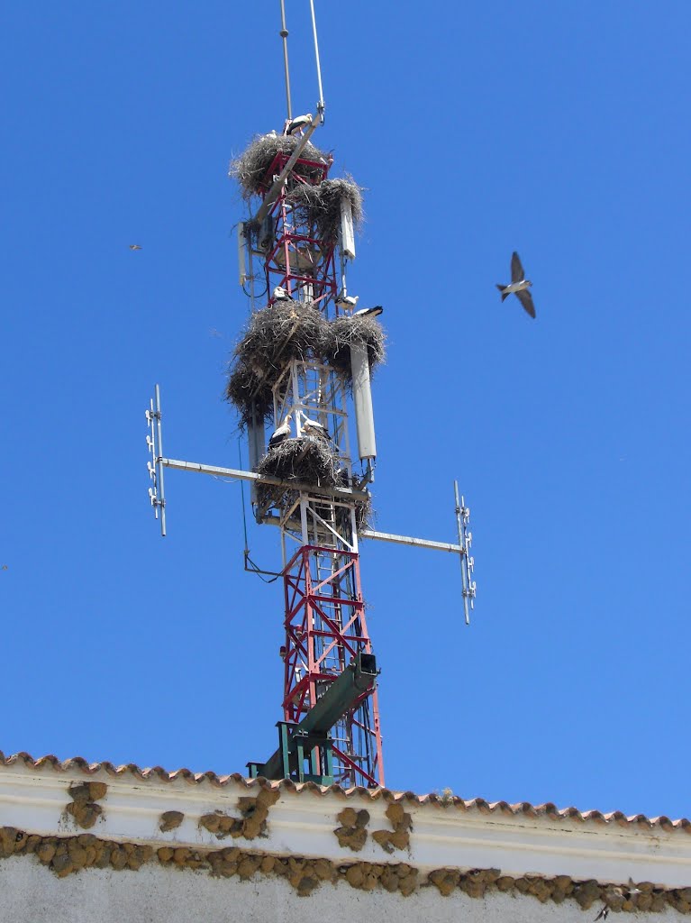 Cigüeñas y golondrinas en estación repetidora de Telefónica, Santa Olalla del Cala 2012 by PepeTenorio