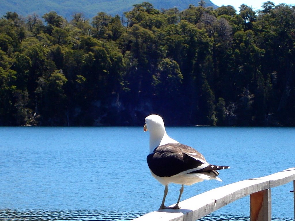 Gaviota - Isla Victoria by Emanuel Bottasso