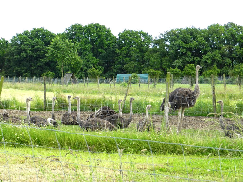 Straußen - Farm by Luna 0873