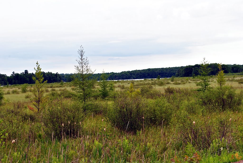 Bear Lake Sedge Meadow State Natural Area by Aaron Carlson