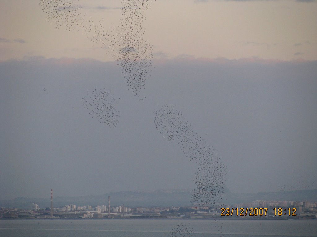 Pajaros bailando en el cielo lisboeta by Vesselin Guinev