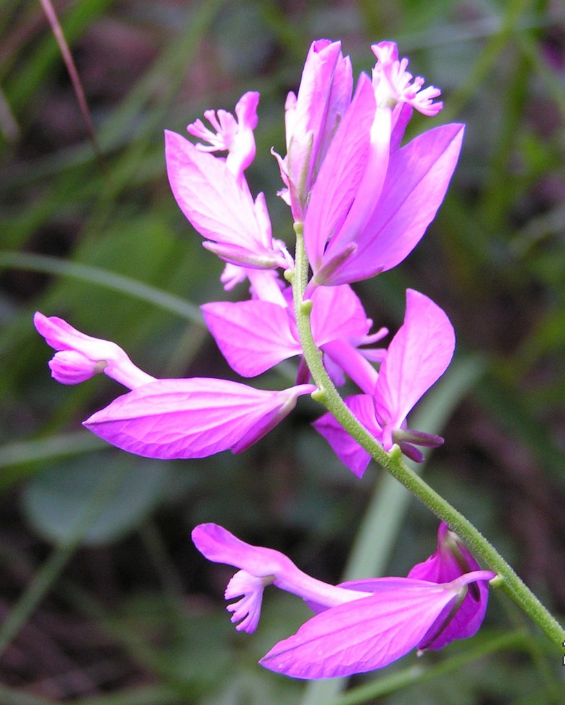 Nagy pacsirtafű (Polygala major) by Vendel Varró (wandor…