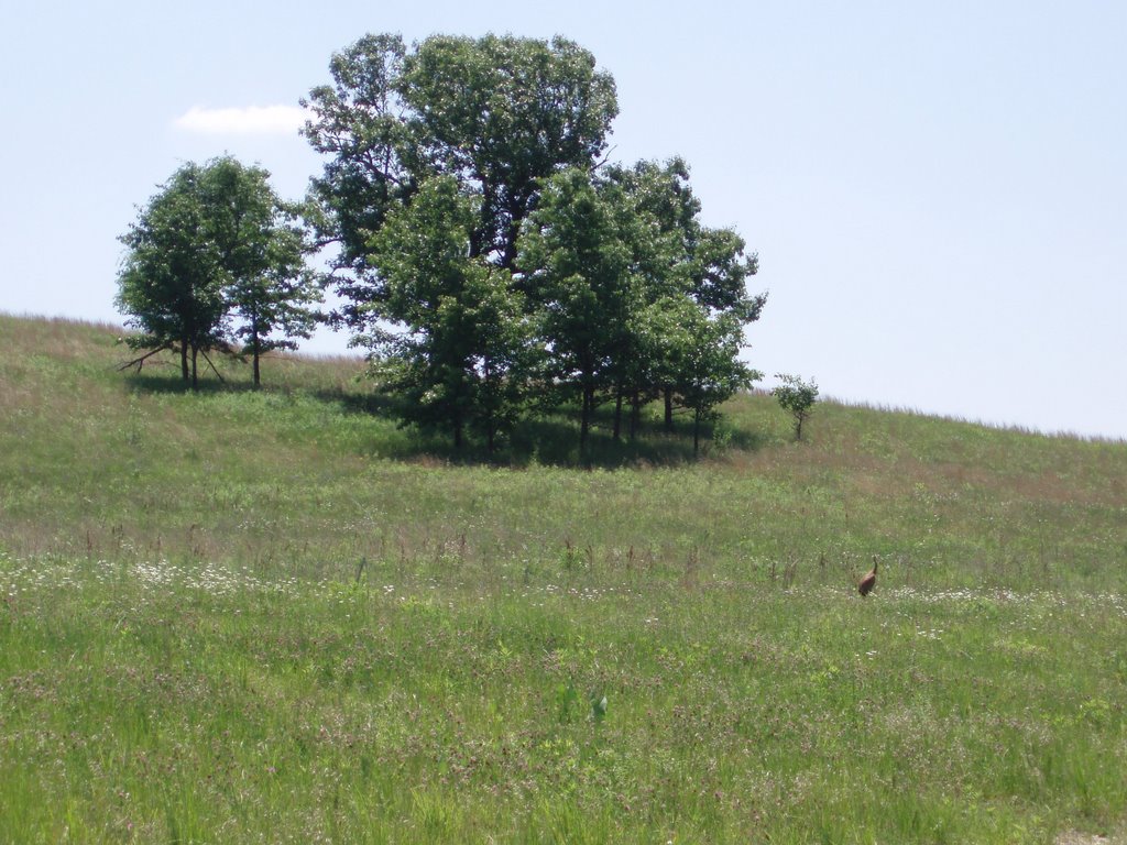 Indian springs Metropark, New Pond 4 (looking SE up observation hill at oak trees and sandhill crane) by Sifu M. Ashmore