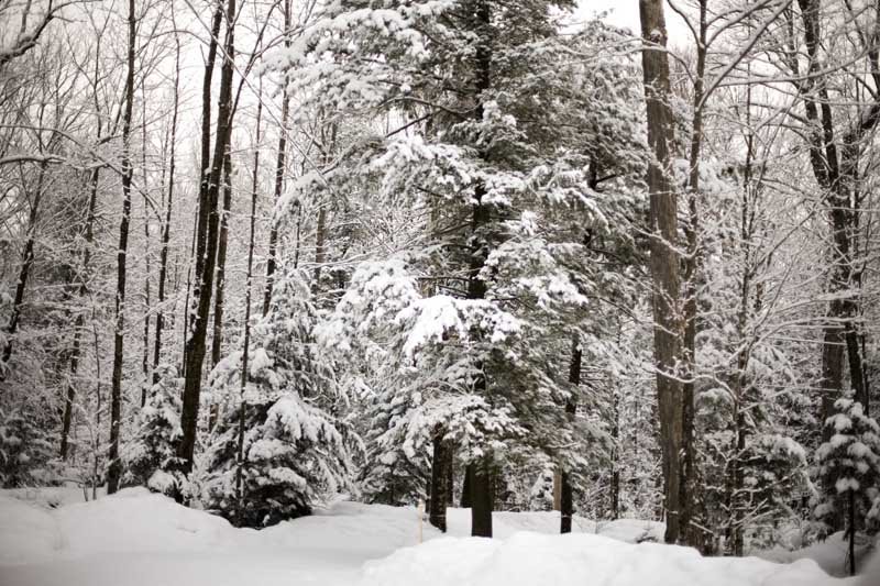 Snowy morn by gbuzzell