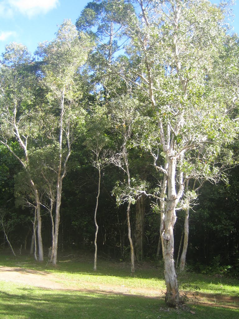 Parc des Grandes Fougères by mfe