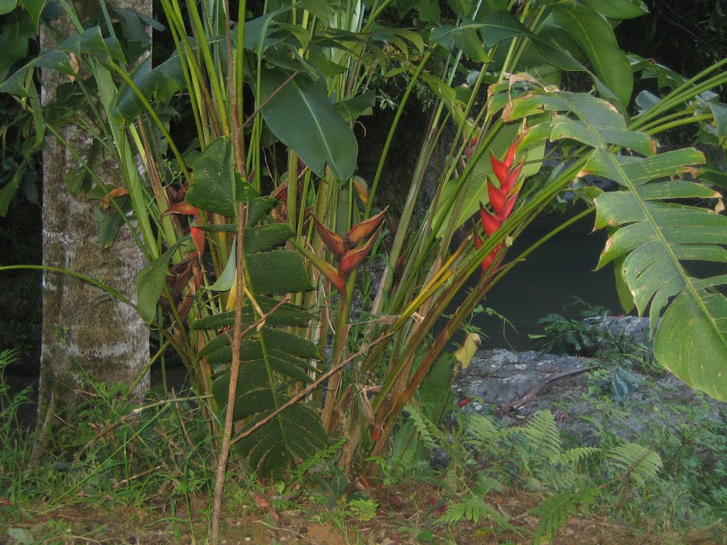 Parc des Grandes Fougères by mfe