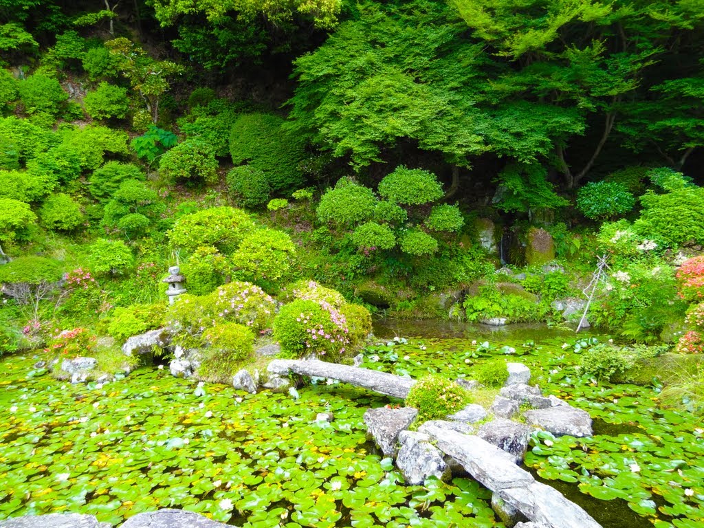 根来寺 本坊庭園 , Negoroji honbou garden (Nymphaea pond) by kazkun