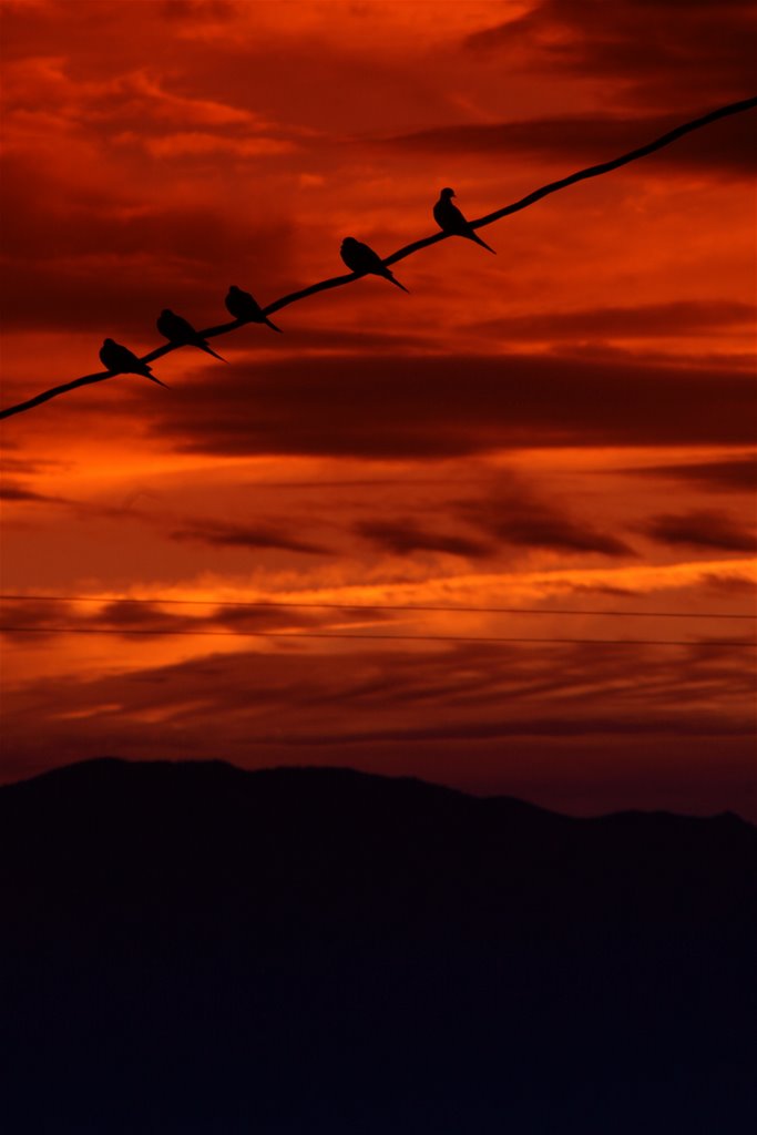 Doves in the sunset by The Kamikaze Humming…