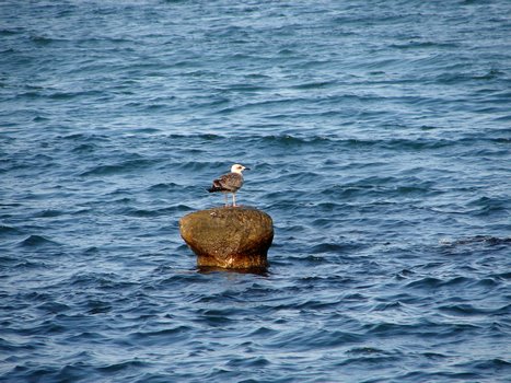 Romania - Eforie Sud - Seagul by vikylangelo