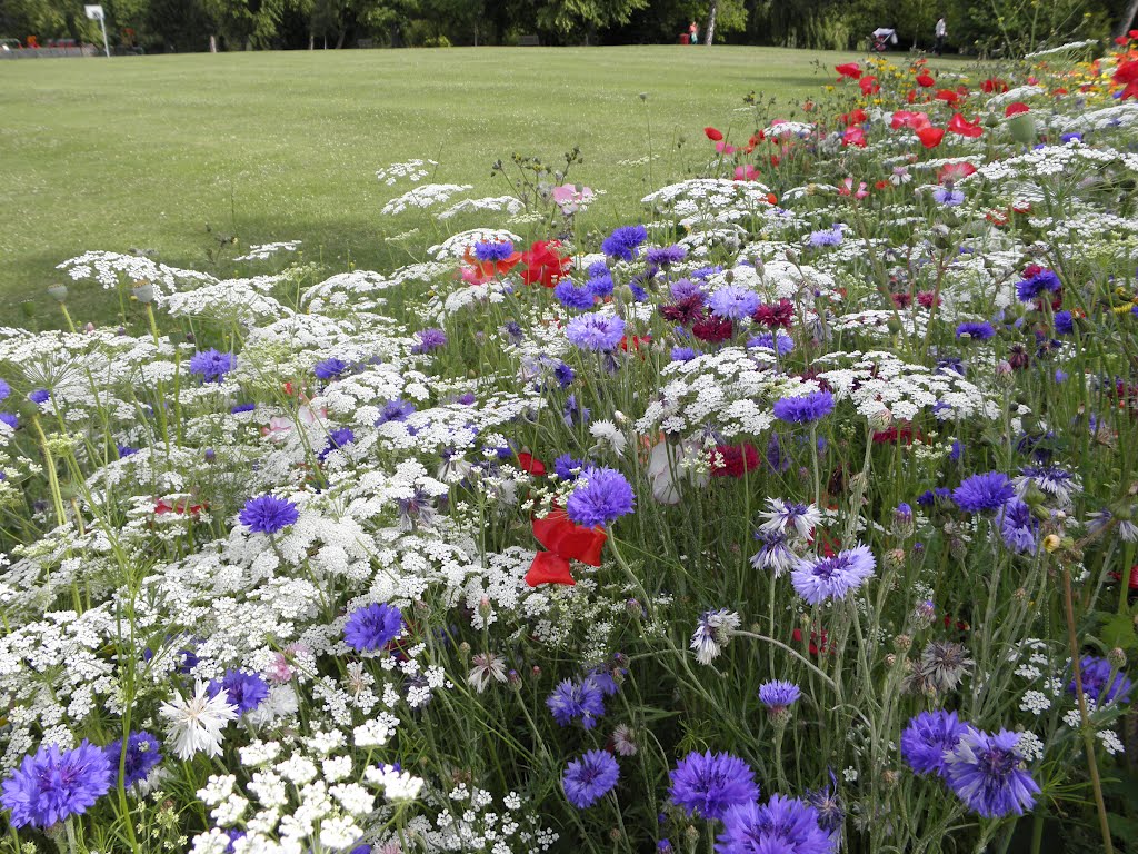 Wild flowers in Hatherly Park by Amanda Nightingale