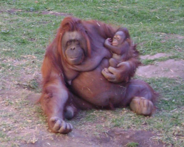 Maternidad Ejemplar Guanatos Zoo by giblesmonval