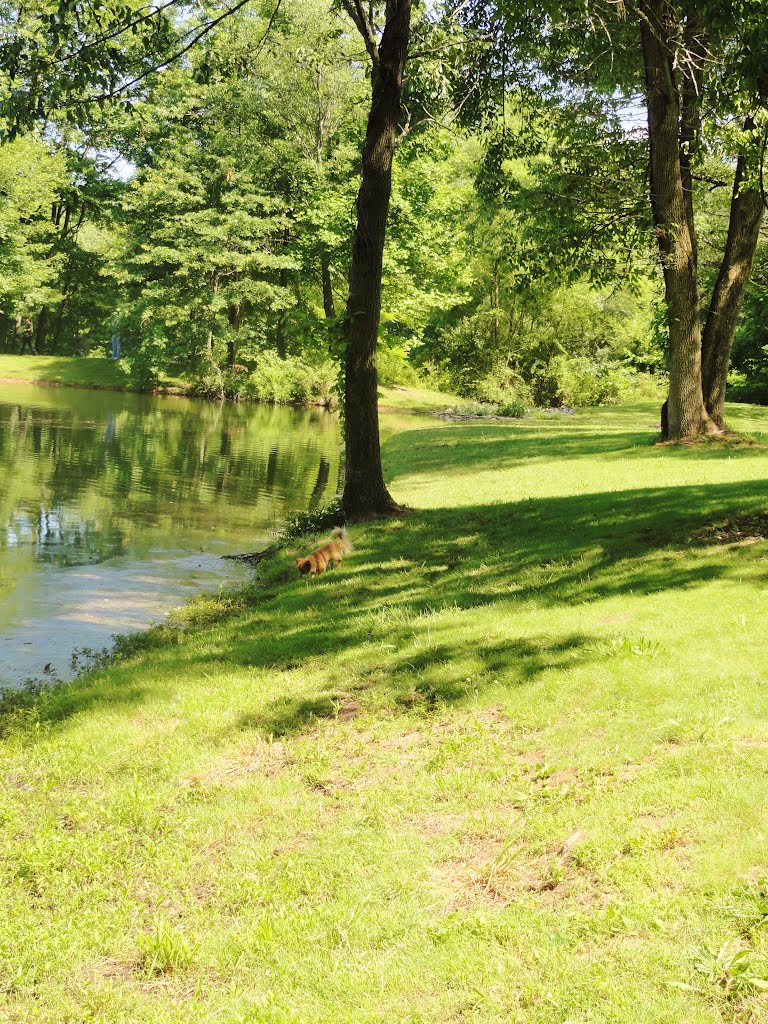 The Sourland Mountain Preserve, Hillsborough, New Jersey, USA June 2012 by Gary Miotla