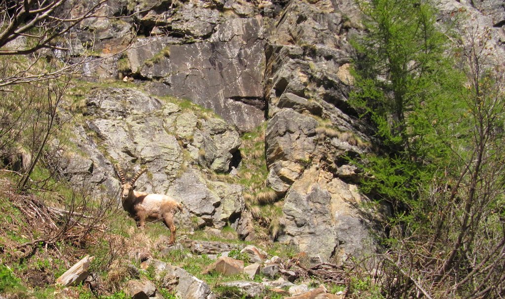 ITALY, Stambecco nel Parco Nazionale del Gran Paradiso by ad vitam et terrae nobilis